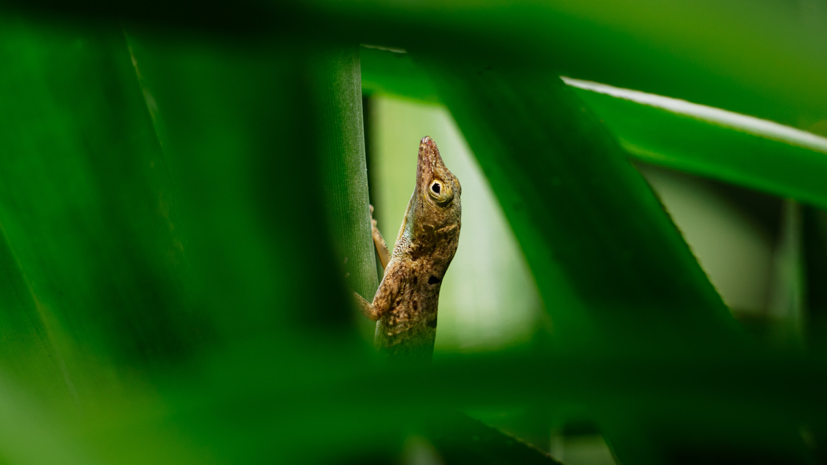 Anole lizard partially visible through green leaves, U.S. Virgin Islands setting.