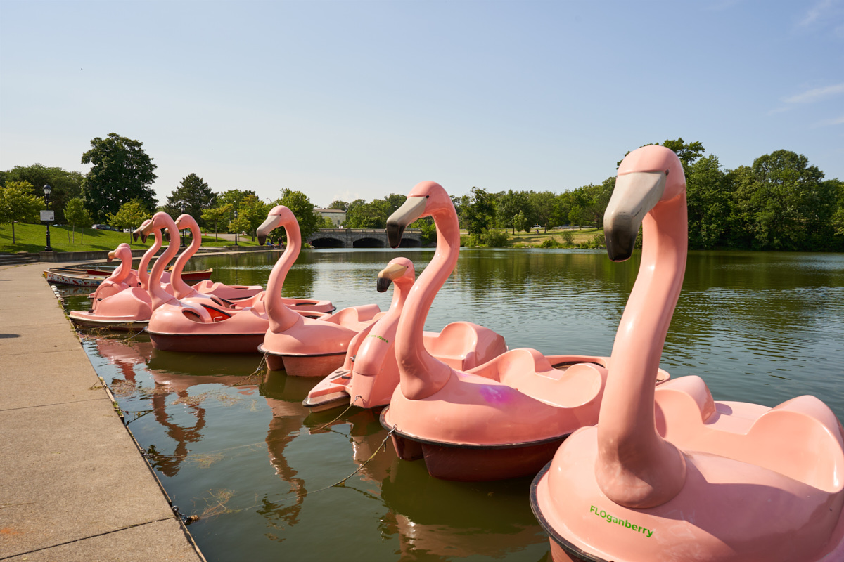 Row of pink flamingo-shaped paddle boats on a lake shore. People are visible in some of the boats, with trees and grass in the background.