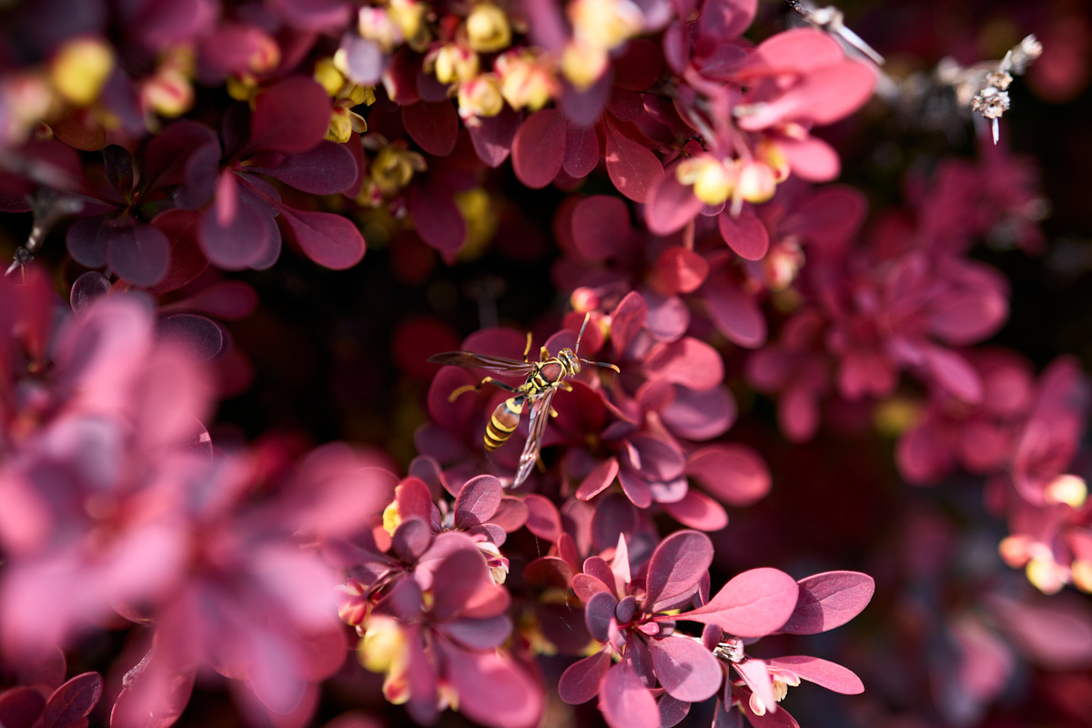 A close-up photograph of a wasp perched on vibrant purple and yellow flowers, surrounded by a soft bokeh effect of similar leaves in the background. The sharp focus on the wasp contrasts with the blurred petals, highlighting the insect's intricate wings and body.