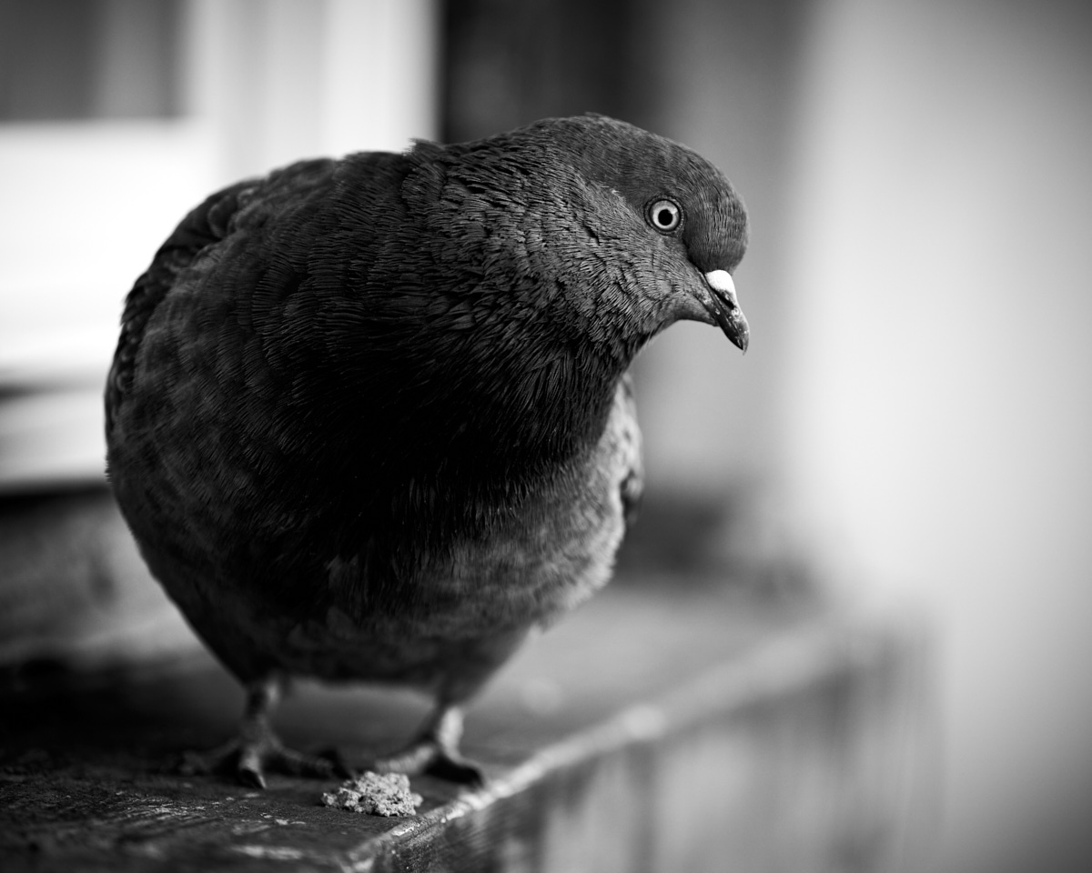 Black and white close-up portrait of a pigeon showing detailed feathers and profile against a blurred background.